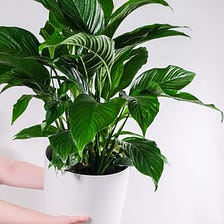 Tips For Beginner Indoor Plant Lovers