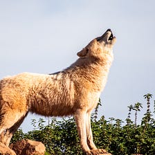 Trump Is Demanding to be Reinstated as President. Again.