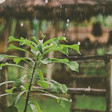 Rain