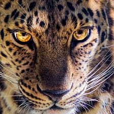 Leopards Do Change Their Spots