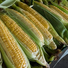 The Amazing Maize or Corn
