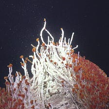 Scientists Discover New Hydrothermal Vents and Possible New Species in the Gulf of California