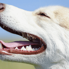 How To Brush Your Dog’s Teeth — The Canine Compendium