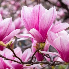 How To Grow and Care Magnolias In Pots, Container Tips