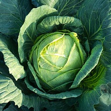 How to Grow Cabbage: 9 Easy Tips — Garden Gnome Academy
