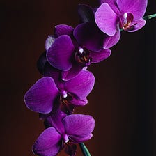 Falling Orchid Petals