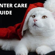 Cat Winter Care-Indian Cat owners Guide (2022)