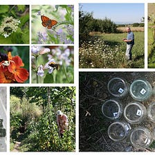 Biodiversity and Habitat in the garden/farm/landscape, why it is important and how we are…