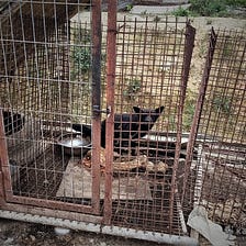 Damyang, South Korea, Shut down illegal dog meat farms, slaughterhouses, markets, and restaurants.