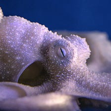 The Mystery of the Octopus Brain