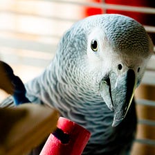How an African Grey Parrot Responded to Its Owner’s Kindness With Delightful Mischief