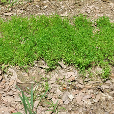 Alfalfa — a wonder crop