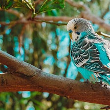 Is a Parakeet the Right Pet for You?