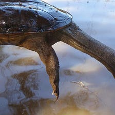 The Snake-Necked Turtle