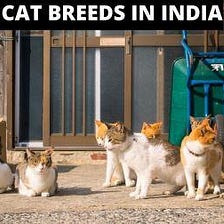 21 Best Cat breeds in India-PetFather