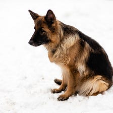 15 Common Allergies in German Shepherd.