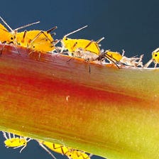 The Pesky but Fascinating Aphid