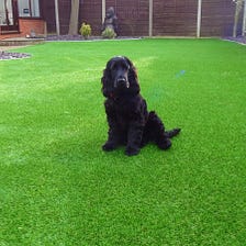 Rain or Shine, No Mud is Brought in the House with Artificial Turf
