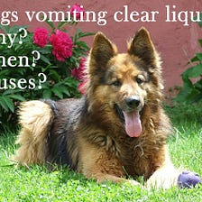 Dogs vomiting clear liquid. When and why?