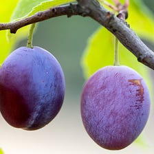 5 proven Health Benefits of Plums