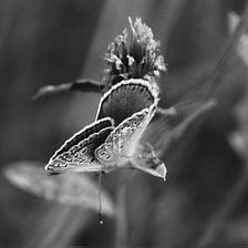 The Flutter Of Butterfly Wings