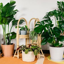 A Look At 10 Lessons That Will Teach You All You Need To Know About Plants — Cake2homes