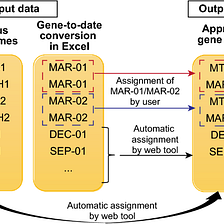 How to use Streamlit to convert misidentified date terms from Excel to updated gene names