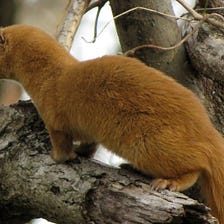 The Japanese Weasel