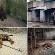 Zoos are the problem, not the solution.