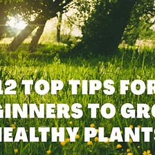 12 Top incredible tips for beginners to grow healthy plants. [English/Hindi]