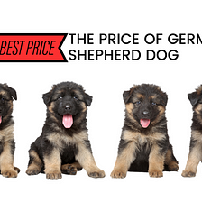 German Shepherd dog price — How much you must pay for a GSD puppy
