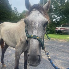 Feedlot Rescue Horse (Part 1)