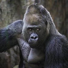 Teen Gorilla Angst Due To Exposure to Smartphones, Smoking Weed, Zookeeper Suggests