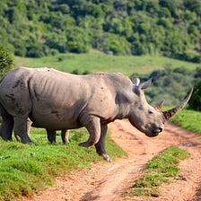 Vote Rhino — You Know It Makes Nonsense!