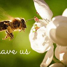 Why You Need to Rethink Pest Control — Bees