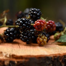 Foraging for Blackberries in the barranco