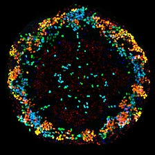 Germ cells in a dish