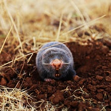 If You Have An Itchy Mole It May Have A Skin Condition