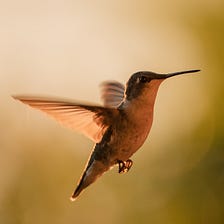 hummingbird hymns