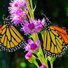 Biodiversity