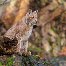 The Secret Life of Lynx: A Look at Their Hunting and Habitat