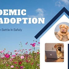 Pandemic Pet Adoption: Tips to Help Them Settle In Safely
