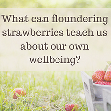 What can floundering strawberries teach us about our own wellbeing?