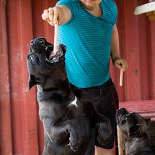 Is a CaneCorso Dog a Good Pet?