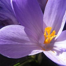 The area under saffron cultivation in Rafsanjan is 35 hectares