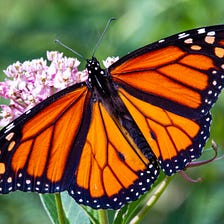 The Migratory Monarch Butterfly is on the Endangered List