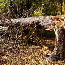 Primitive Technology: Fallen Tree Shelter — Hive