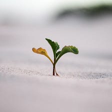 7 Principles for Organic Growth