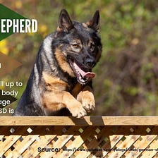 German Shepherd best tactical harnesses