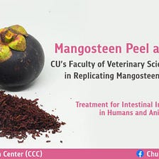 Mangosteen Peel as Medicine — CU’s Faculty of Veterinary Science is Successful in Replicating…